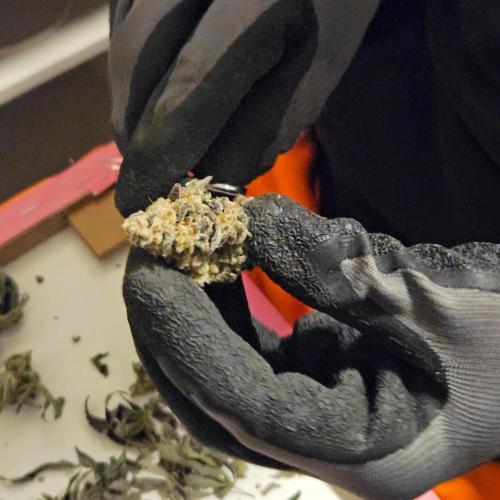 Clones salad run!🤪. Week 16