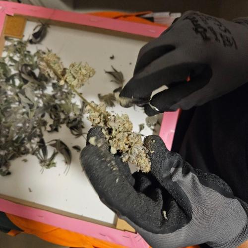 Clones salad run!🤪. Week 16