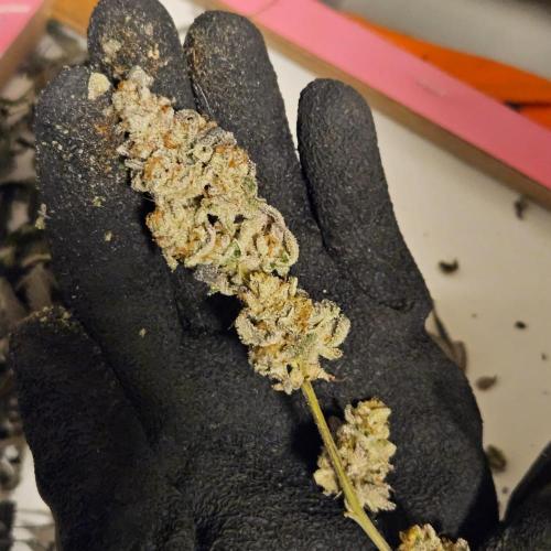 Clones salad run!🤪. Week 16