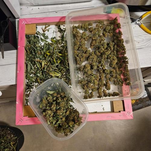 Clones salad run!🤪. Week 16