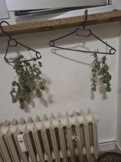 Clones salad run!🤪. Week 16