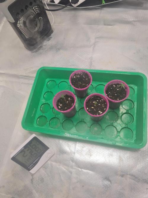 Franco's Full Gas!💣🧀. Week 0