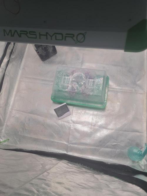 Franco's Full Gas!💣🧀. Week 0