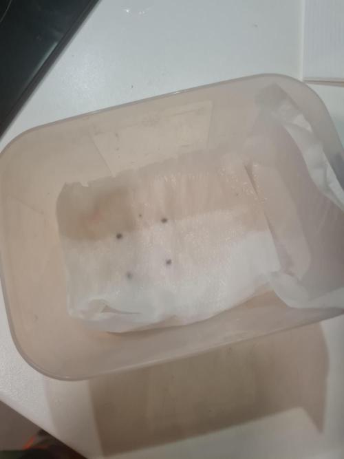 Franco's Full Gas!💣🧀. Week 0