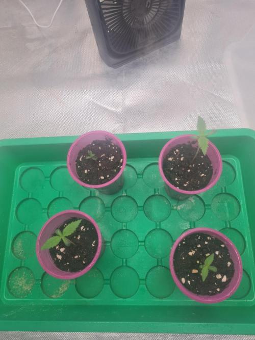 Franco's Full Gas!💣🧀. Week 1