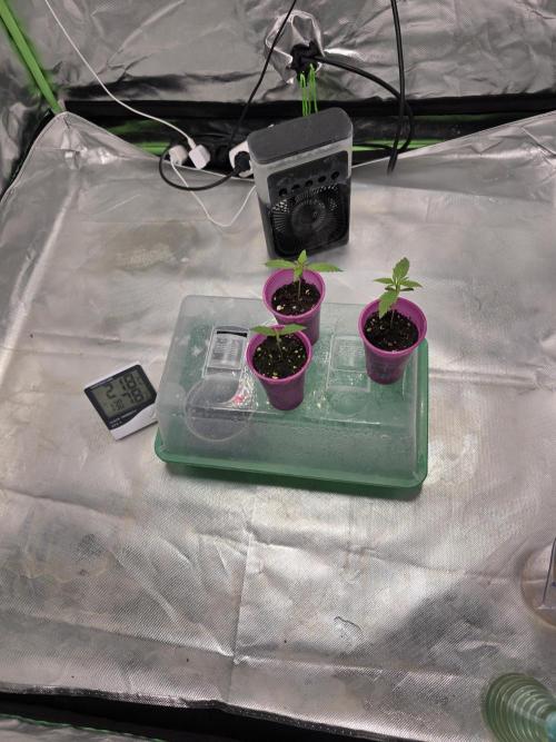 Franco's Full Gas!💣🧀. Week 1