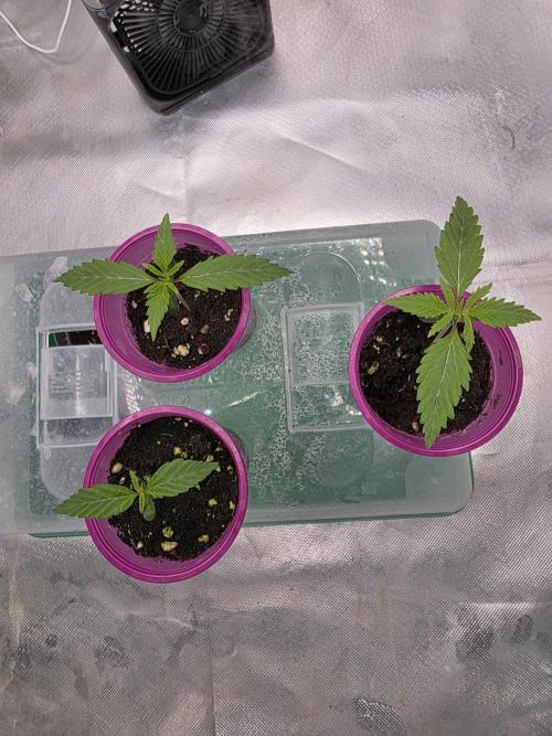 Franco's Full Gas!💣🧀. Week 1