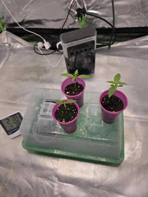 Franco's Full Gas!💣🧀. Week 1