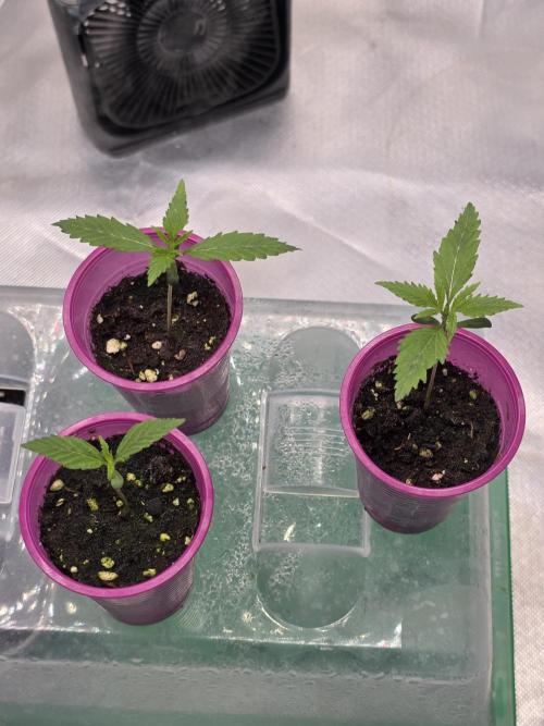 Franco's Full Gas!💣🧀. Week 1