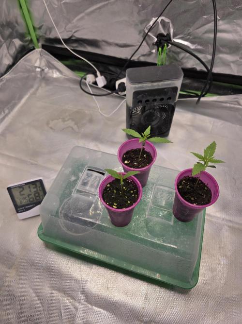 Franco's Full Gas!💣🧀. Week 1