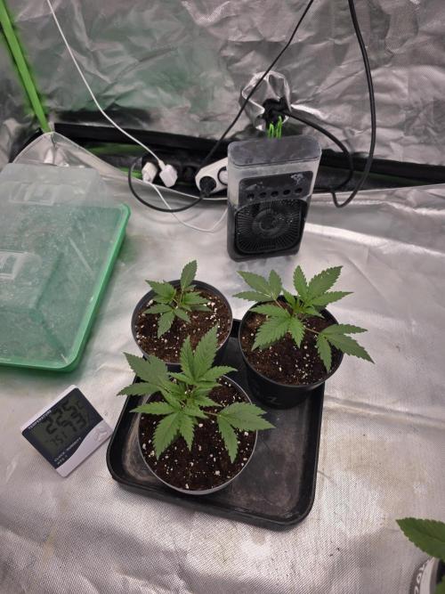 Franco's Full Gas!💣🧀. Week 2