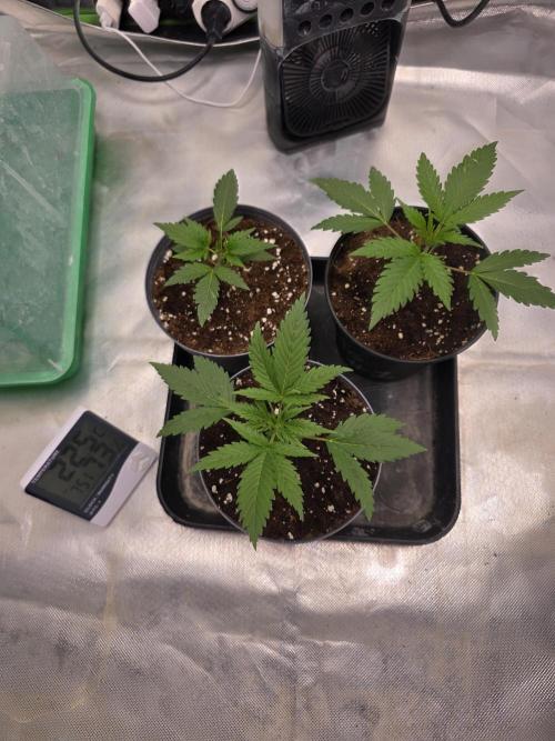 Franco's Full Gas!💣🧀. Week 2