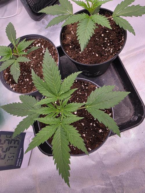 Franco's Full Gas!💣🧀. Week 2