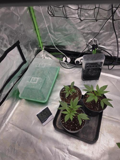 Franco's Full Gas!💣🧀. Week 2