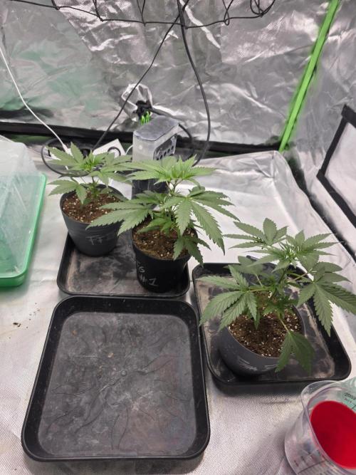 Franco's Full Gas!💣🧀. Week 3