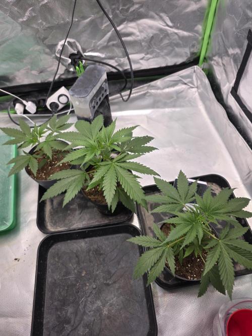 Franco's Full Gas!💣🧀. Week 3