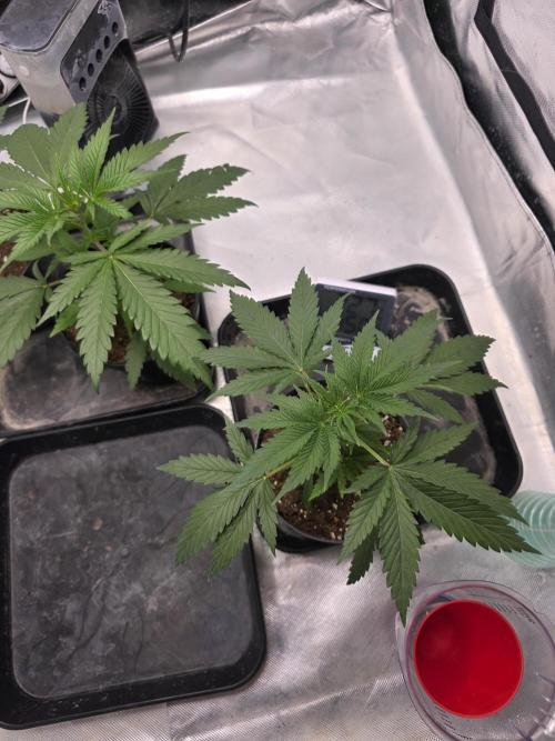 Franco's Full Gas!💣🧀. Week 3