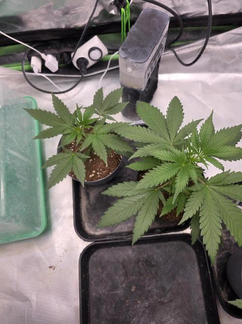 Franco's Full Gas!💣🧀. Week 3