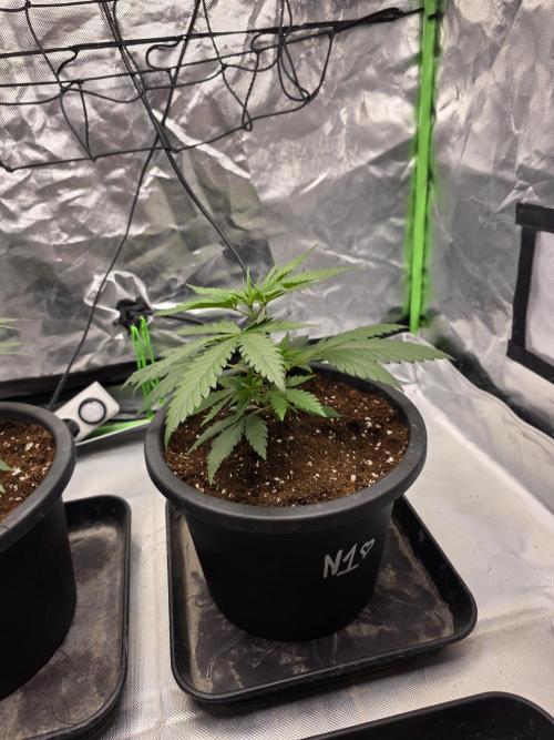 Franco's Full Gas!💣🧀. Week 3