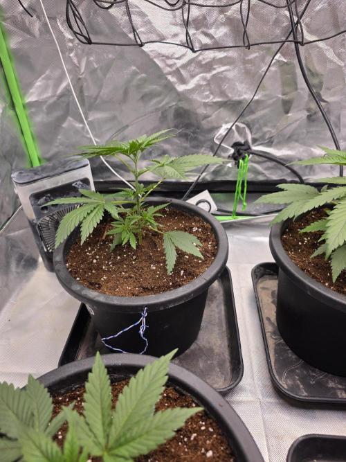 Franco's Full Gas!💣🧀. Week 3