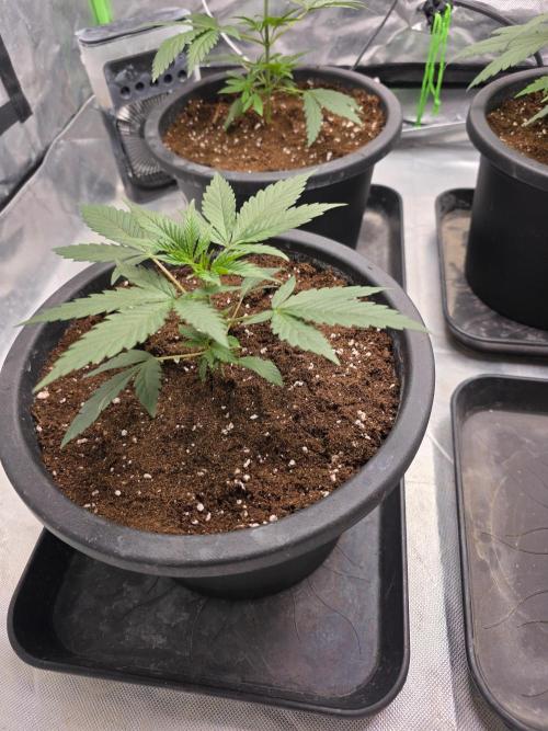 Franco's Full Gas!💣🧀. Week 3