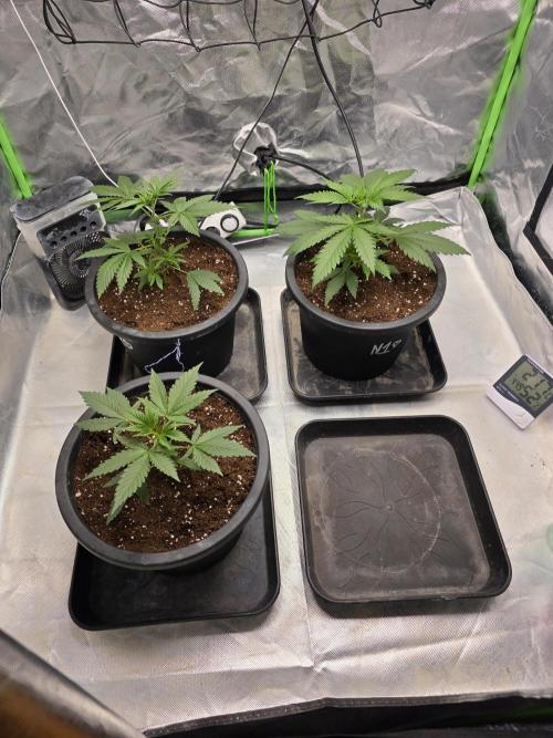 Franco's Full Gas!💣🧀. Week 3