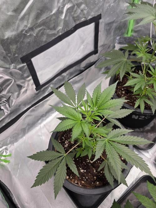 Franco's Full Gas!💣🧀. Week 4 - #3