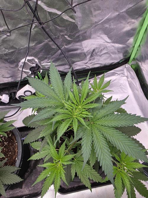 Franco's Full Gas!💣🧀. Week 4 - #1