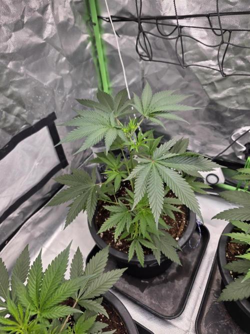 Franco's Full Gas!💣🧀. Week 4 - #2