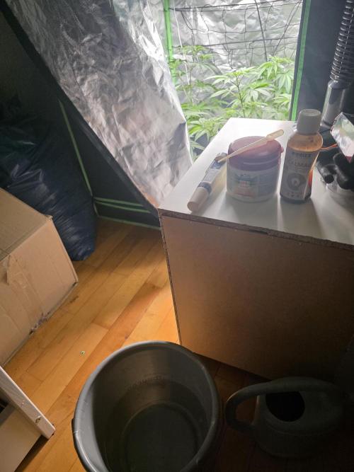 Franco's Full Gas!💣🧀. Week 5