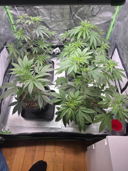 Franco's Full Gas!💣🧀. Week 5