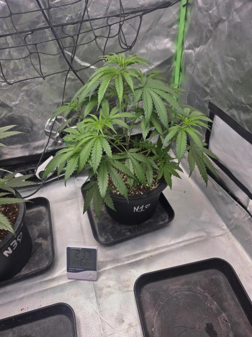 Franco's Full Gas!💣🧀. Week 5