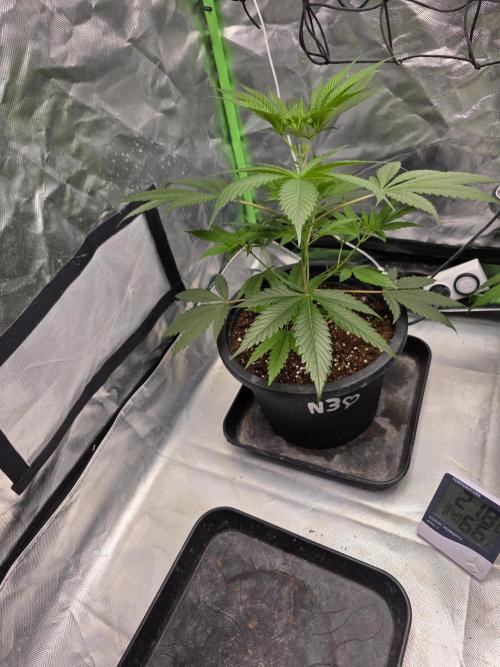 Franco's Full Gas!💣🧀. Week 5