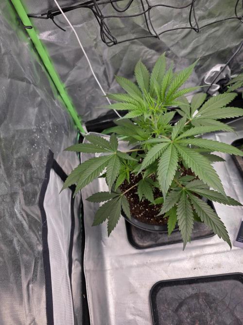 Franco's Full Gas!💣🧀. Week 5