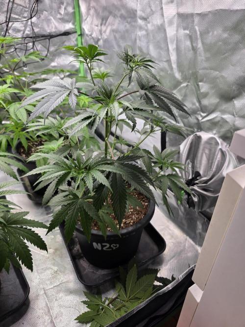 Franco's Full Gas!💣🧀. Week 5