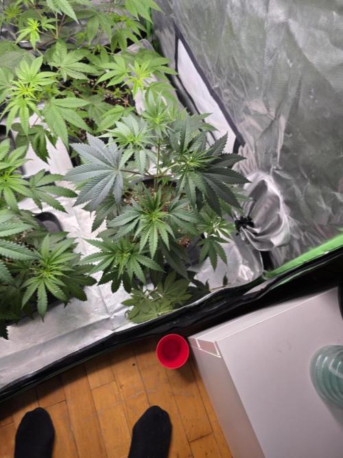 Franco's Full Gas!💣🧀. Week 5