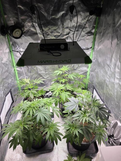 Franco's Full Gas!💣🧀. Week 5