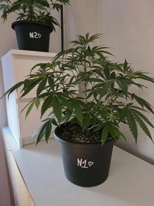 Franco's Full Gas!💣🧀. Week 6 - D37