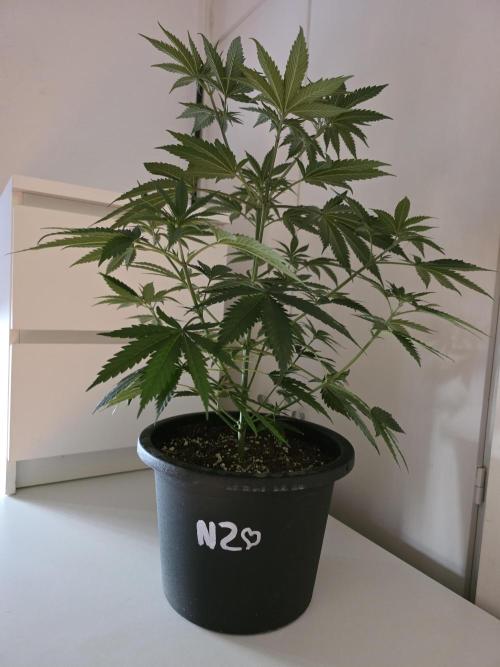 Franco's Full Gas!💣🧀. Week 6 - D37