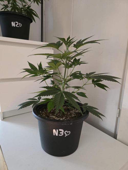 Franco's Full Gas!💣🧀. Week 6 - D37