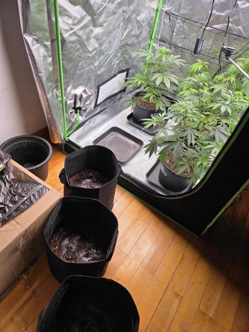 Franco's Full Gas!💣🧀. Week 6 - D40 transplant