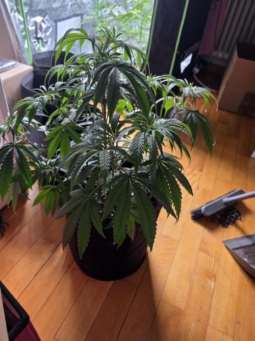 Franco's Full Gas!💣🧀. Week 6 - D40