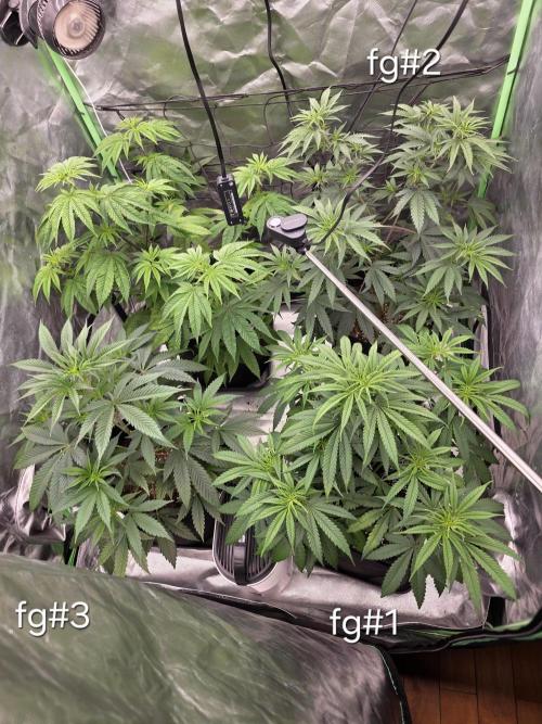 Franco's Full Gas!💣🧀. Week 6 - D42