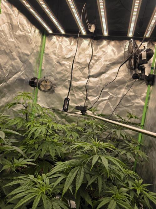 Franco's Full Gas!💣🧀. Week 6 - D42