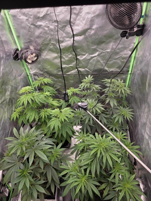 Franco's Full Gas!💣🧀. Week 6