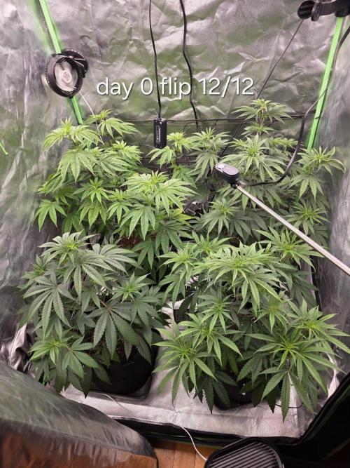 Franco's Full Gas!💣🧀. Week 7