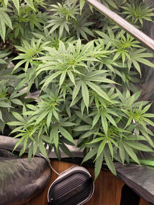 Franco's Full Gas!💣🧀. Week 7