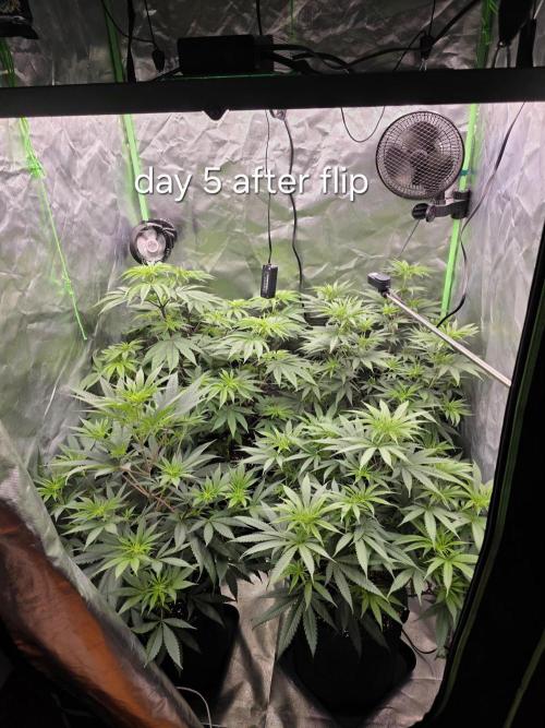 Franco's Full Gas!💣🧀. Week 7