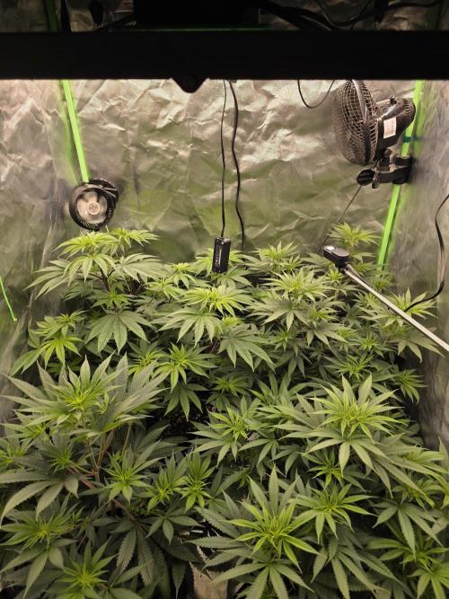 Franco's Full Gas!💣🧀. Week 7