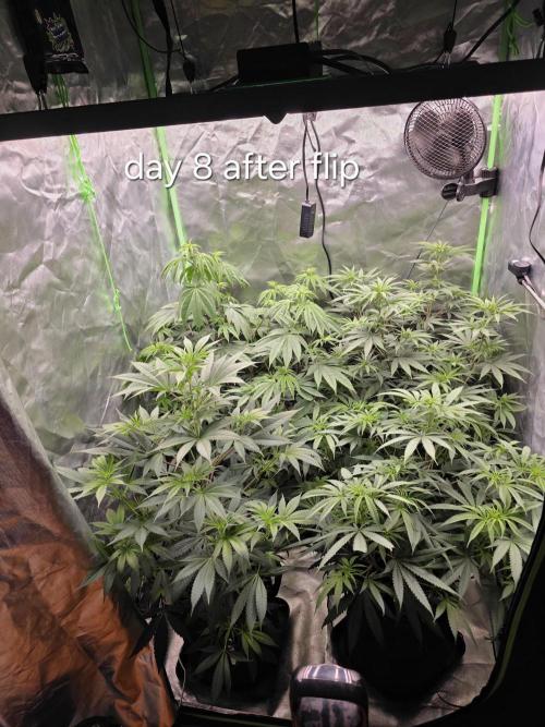 Franco's Full Gas!💣🧀. Week 8